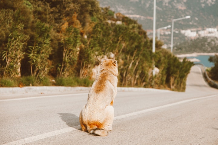 排泄介助,排尿介助,犬,老犬,圧迫排尿,カテーテル