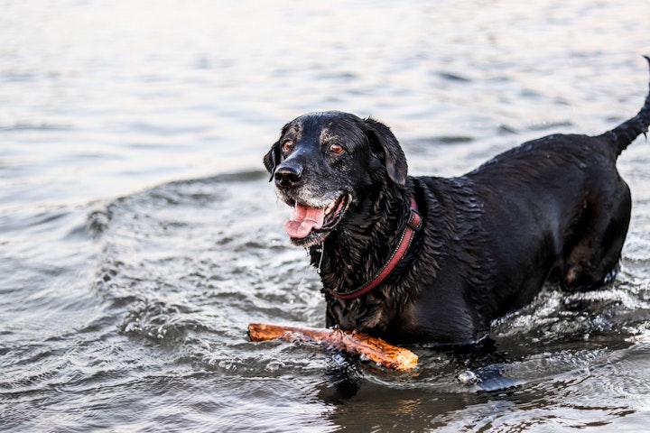 犬,よだれ,病気