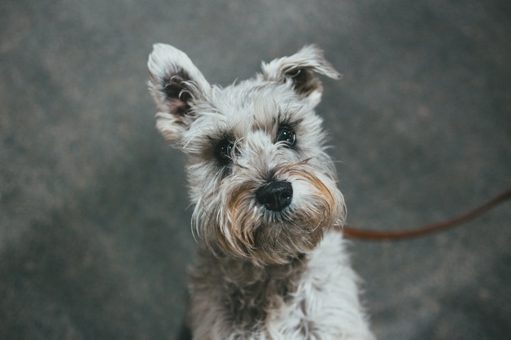 犬,よだれ,病気