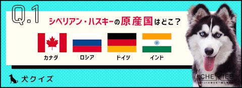 【クイズ】番犬に向いてるの?シベリアン・ハスキーの特徴を知ろう!のアイキャッチ画像