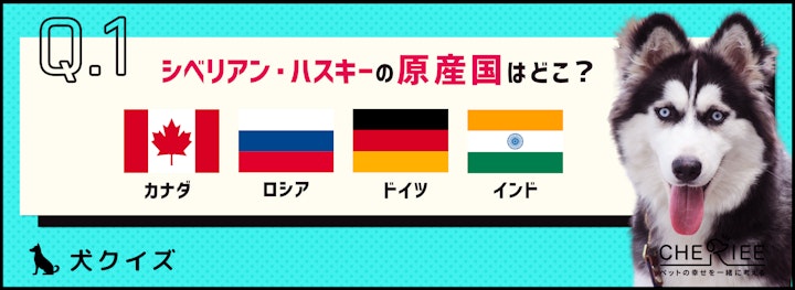 【クイズ】番犬に向いてるの？シベリアン・ハスキーの特徴を知ろう！のアイキャッチ画像