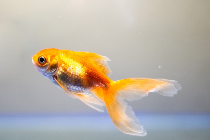 金魚の泳ぎ方がおかしい 逆立ち病や転覆病の5つの原因と対策 シェリー ペットの幸せを一緒に考える 金魚の泳ぎ方がおかしい 逆立ち病や転覆病の5つの原因と対策 シェリー ペットの幸せを一緒に考える