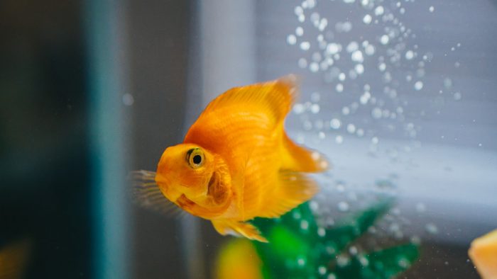 金魚の泳ぎ方がおかしい 逆立ち病や転覆病の5つの原因と対策 シェリー ペットの幸せを一緒に考える
