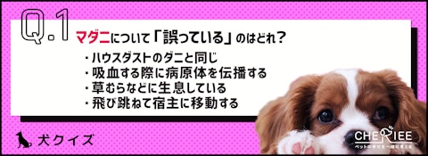 【クイズ】ヒトにも病害をもたらす！気をつけたい犬のマダニとは？のアイキャッチ画像