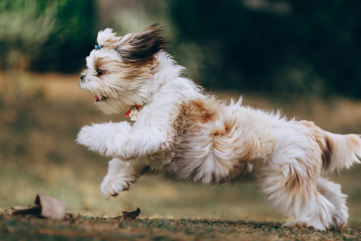 シーズー,犬,好発疾患,病気,予防,飼い方