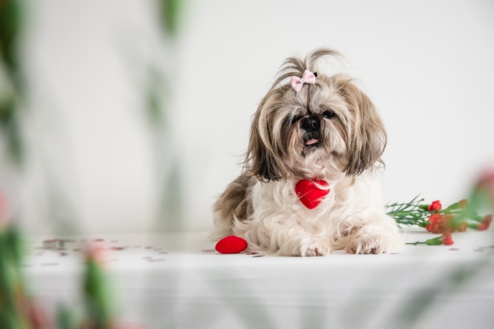 シーズー,犬,好発疾患,病気,予防,飼い方