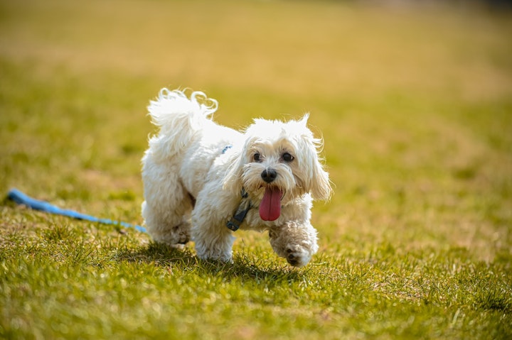 シーズー,犬,好発疾患,病気,予防,飼い方