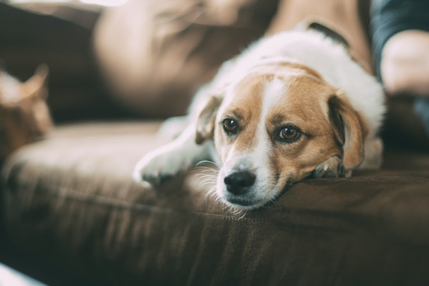 犬のうつ病の症状とは？うつ病にさせないためのポイントを解説のアイキャッチ画像