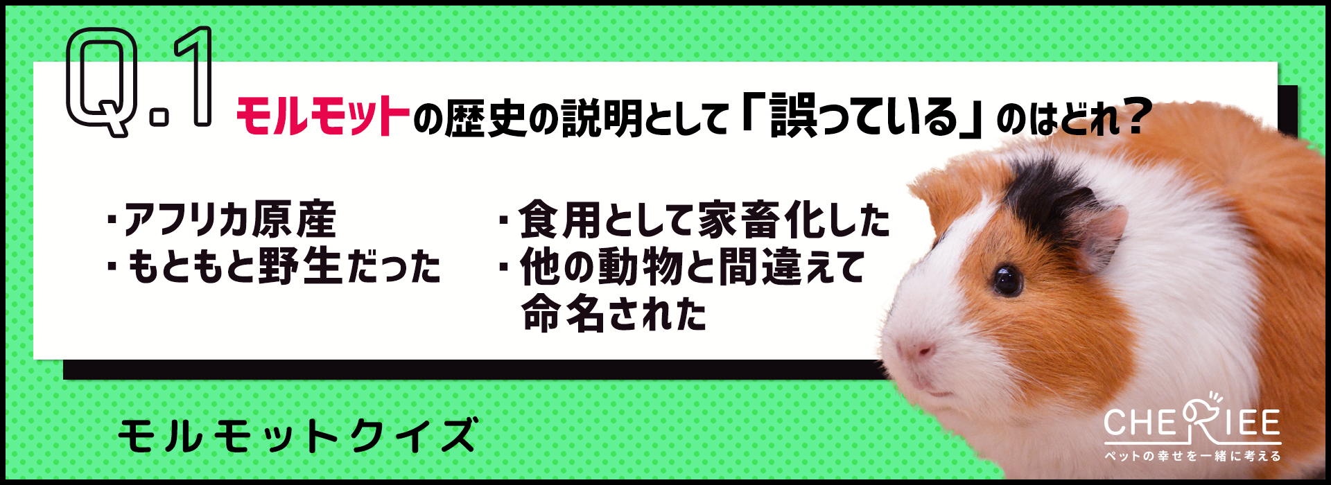 【クイズ】話題のモルモットってどんな動物か知ってる？