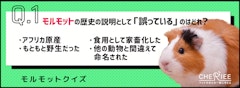 記事カテゴリ第3位