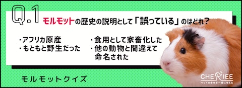 【クイズ】話題のモルモットってどんな動物か知ってる？のアイキャッチ画像