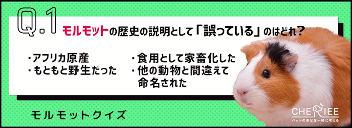 【クイズ】話題のモルモットってどんな動物か知ってる？のアイキャッチ画像