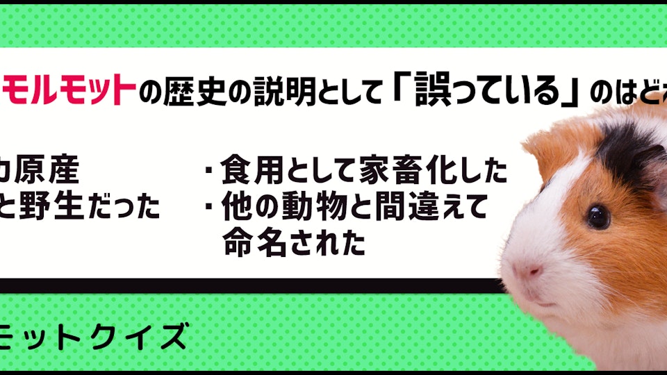 【クイズ】話題のモルモットってどんな動物か知ってる?