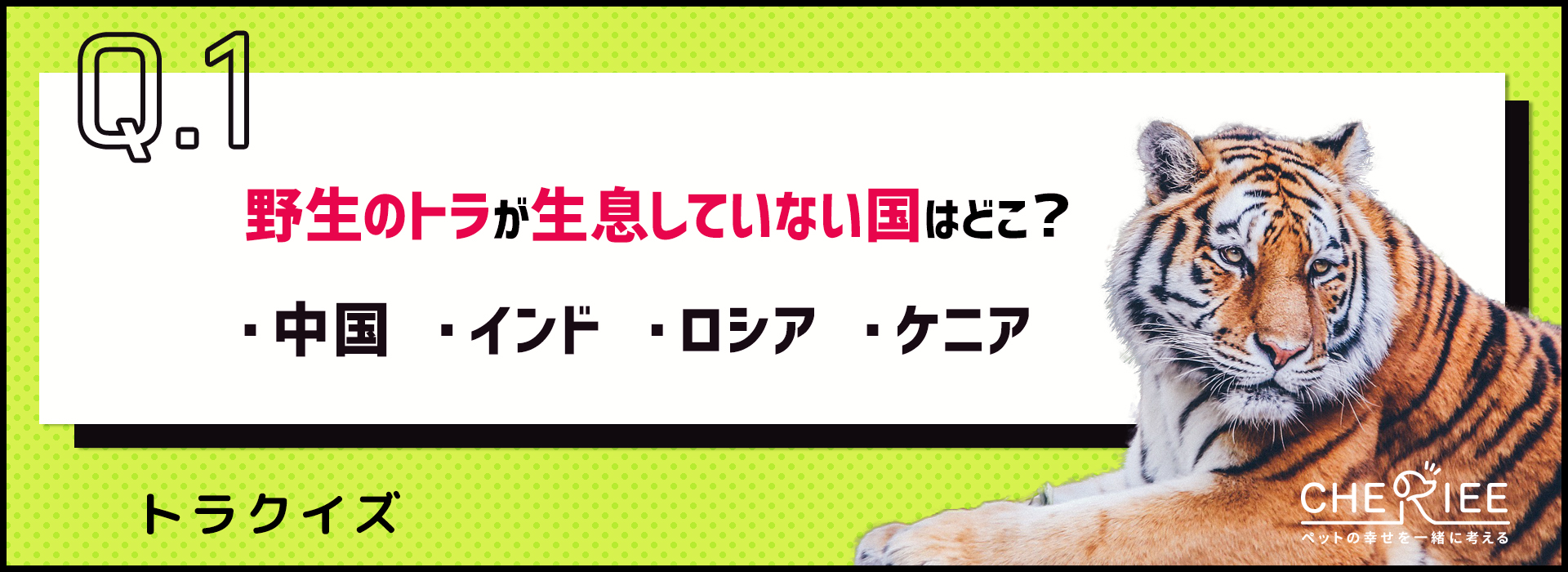 【クイズ】トラの雑学、どこまで知ってる？【今年の干支】