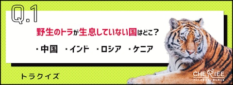 【クイズ】トラの雑学、どこまで知ってる？【今年の干支】のアイキャッチ画像