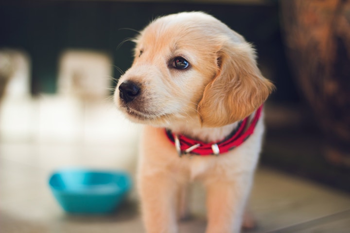 犬,ドッグフード,餌,種類,総合栄養食,ライフステージ,カロリー,おやつ,早食い,肥満