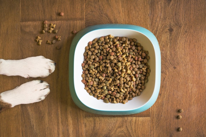 犬,ドッグフード,餌,種類,総合栄養食,ライフステージ,カロリー,おやつ,早食い,肥満