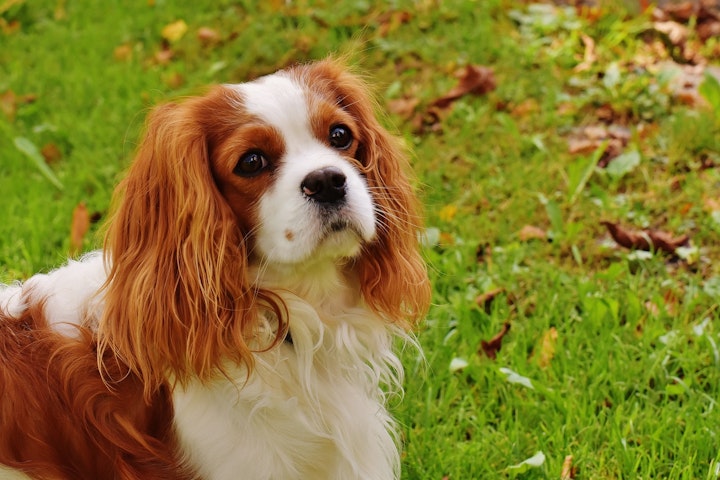 キャバリア,犬,飼い方,好発疾患,予防