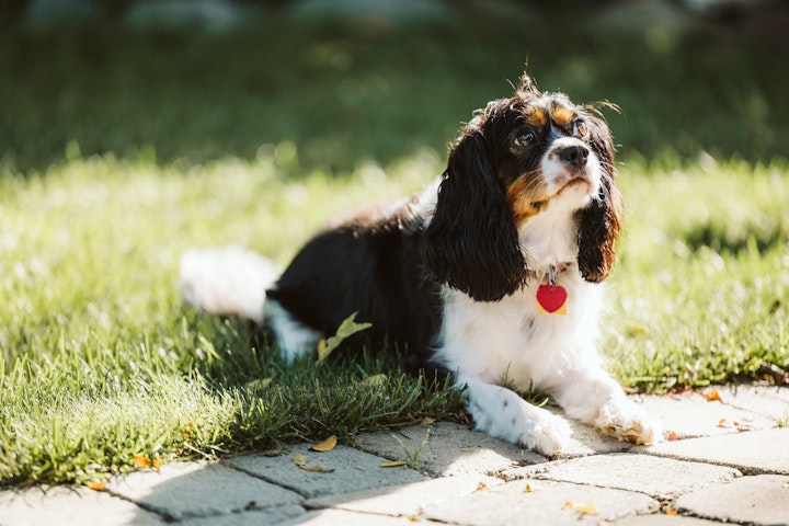 キャバリア,犬,飼い方,好発疾患,予防