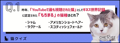 【猫クイズ】ギネス世界記録に認定されている猫ってどんな猫？のアイキャッチ画像