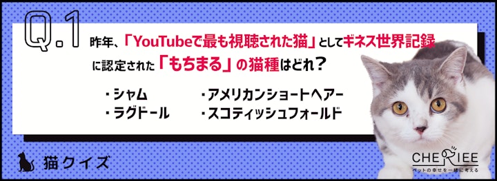 【猫クイズ】ギネス世界記録に認定されている猫ってどんな猫？のアイキャッチ画像