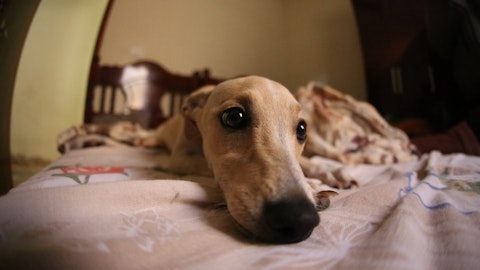 【獣医師監修】イタリアン・グレーハウンドの好発疾患と予防のアイキャッチ画像