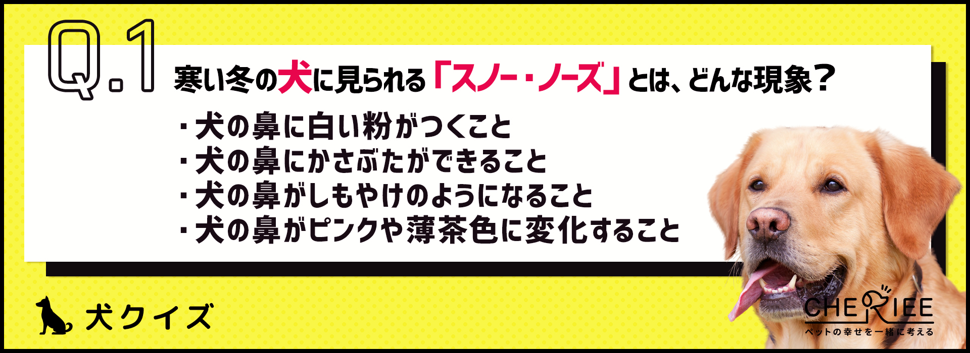 【犬クイズ】冬に起こる「スノー・ノーズ」って何？