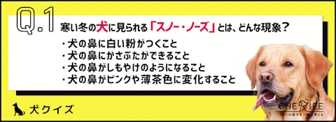 【犬クイズ】冬に起こる「スノー・ノーズ」って何？のアイキャッチ画像