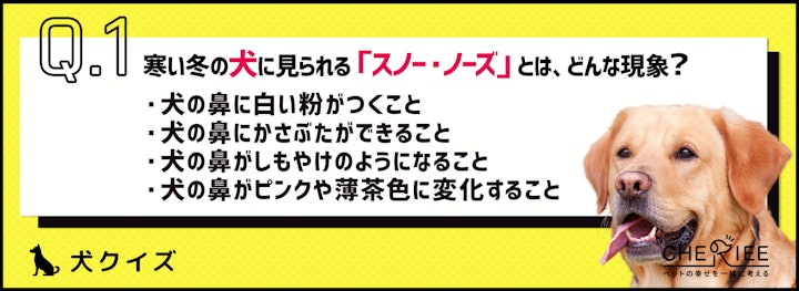 【犬クイズ】冬に起こる「スノー・ノーズ」って何？のアイキャッチ画像