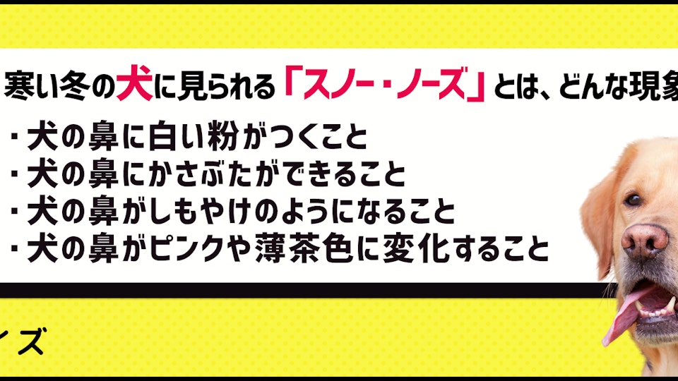 【犬クイズ】冬に起こる「スノー・ノーズ」って何?