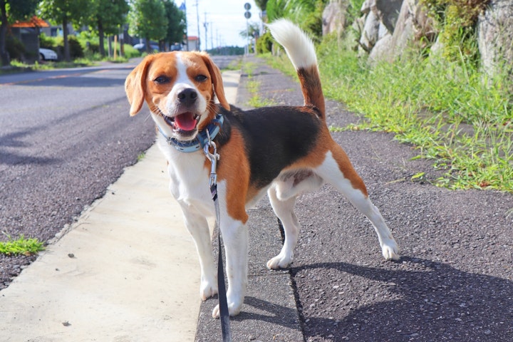 犬,犬種,ビーグル,好発疾患,獣医師監修