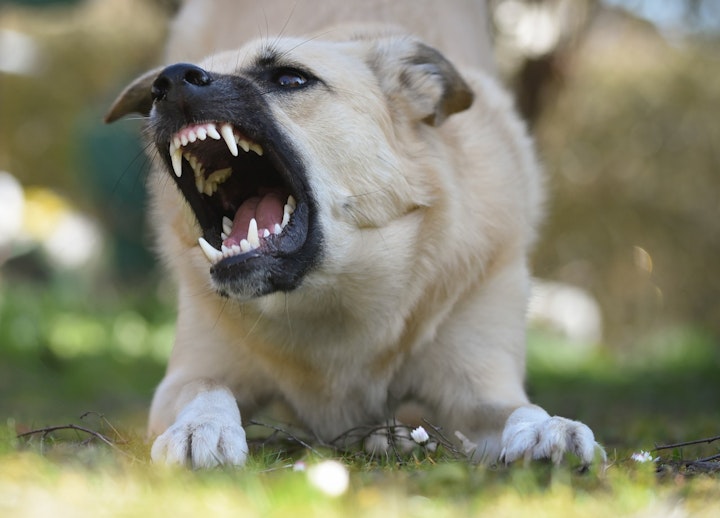 犬,乳歯,生え変わり,注意点