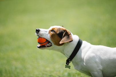 犬の乳歯はいつ生え変わる?家具をかじられないための対策もご紹介のアイキャッチ画像
