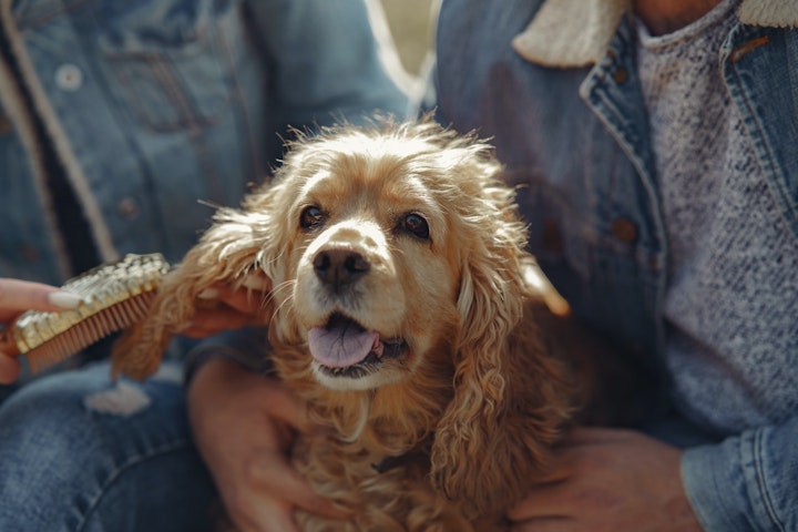 アメリカンコッカースパニエル,犬種,好発疾患,予防