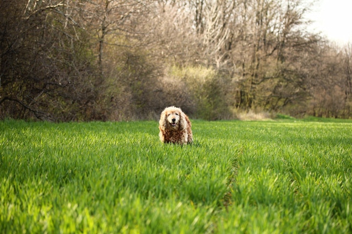 アメリカンコッカースパニエル,犬種,好発疾患,予防