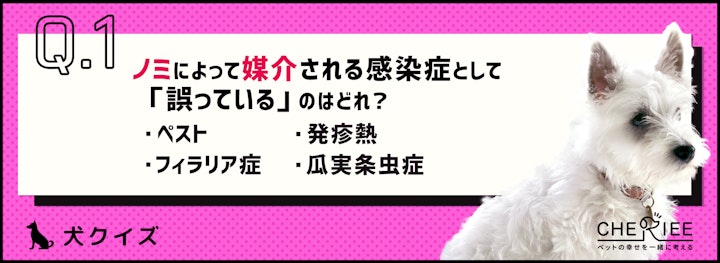 【犬クイズ】ヒトへ病気を媒介することも！ノミの症状や予防法とはのアイキャッチ画像