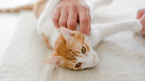 猫の外耳炎は早期発見が大切!原因や症状、予防方法をご紹介のアイキャッチ画像