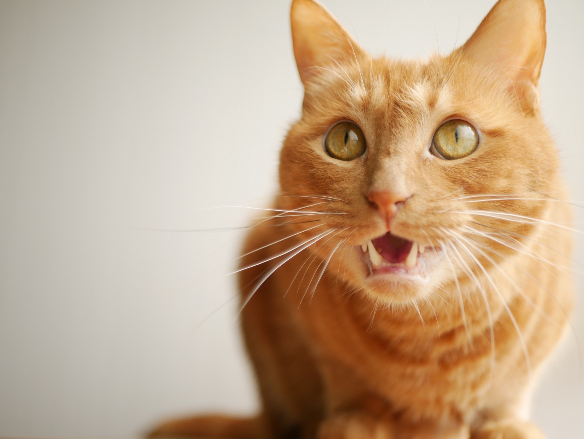 猫の鳴き声から感情を読み取ろう 猫語を推測するアプリもご紹介 シェリー ペットの幸せを一緒に考える