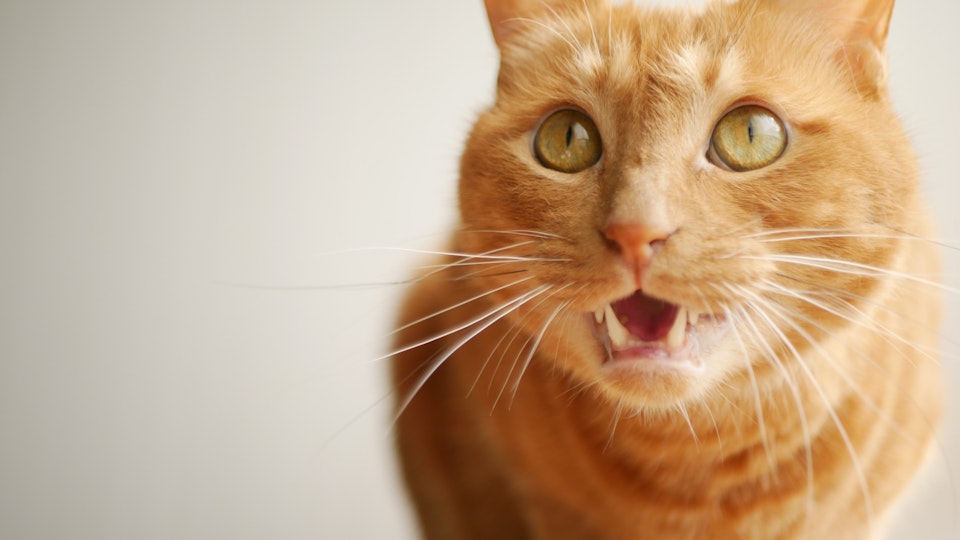 猫の鳴き声から感情を読み取ろう!猫語を推測するアプリもご紹介