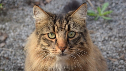 【獣医師監修】ノルウェージャン・フォレスト・キャットの好発疾患のアイキャッチ画像