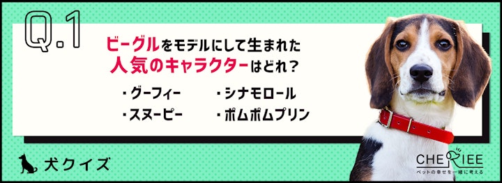 【犬種クイズ】ビーグルってどんな犬種？性格や飼育の注意点を解説！のアイキャッチ画像