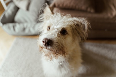 シニア犬は飲み込む力が衰える？食事環境の見直しと誤嚥性肺炎のアイキャッチ画像