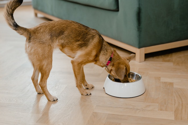 シニア犬,老犬,飲み込む力,嚥下能力