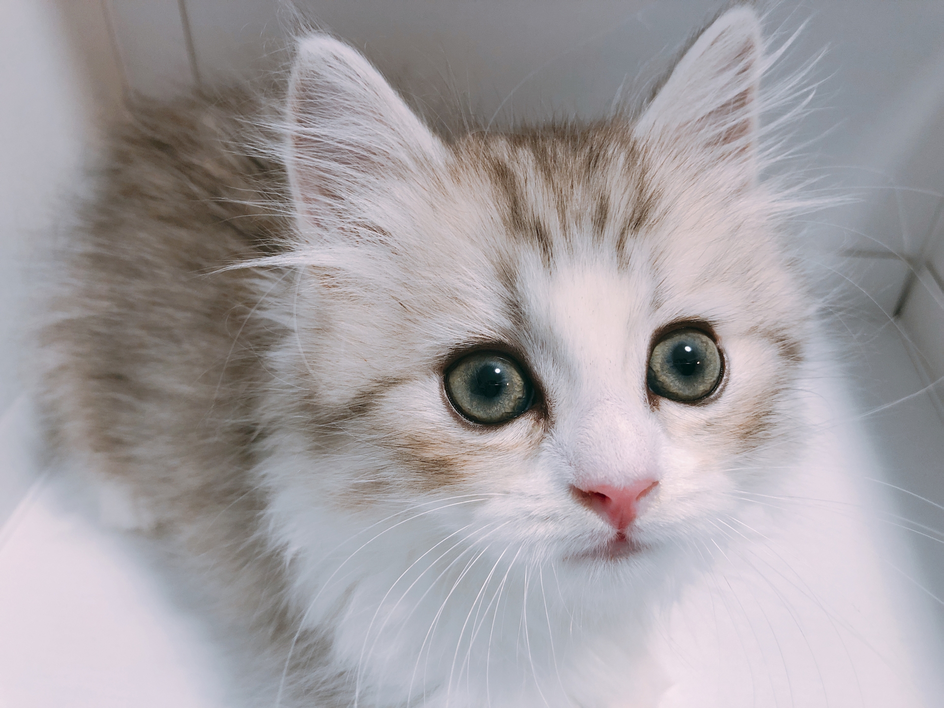 【獣医師監修】ミヌエットの好発疾患と病気予防のポイント