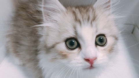 【獣医師監修】ミヌエットの好発疾患と病気予防のポイントのアイキャッチ画像