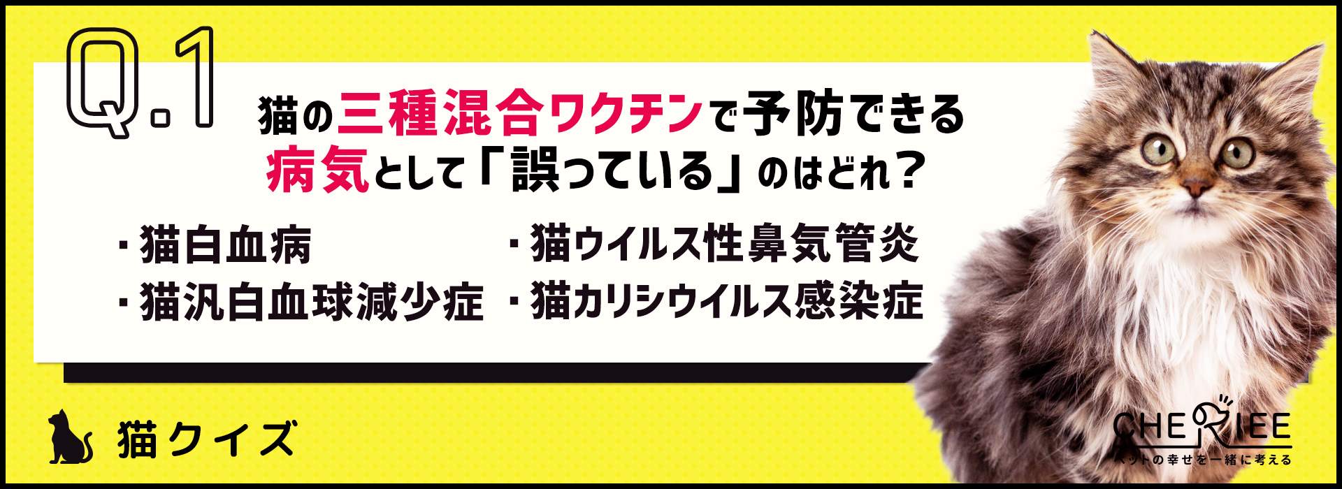 【クイズ】愛猫が健康でいるために、予防すべき病気を知ろう！