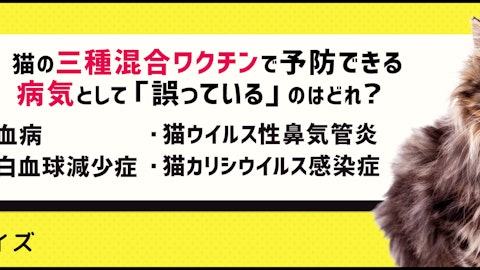 【クイズ】愛猫が健康でいるために、予防すべき病気を知ろう!のアイキャッチ画像