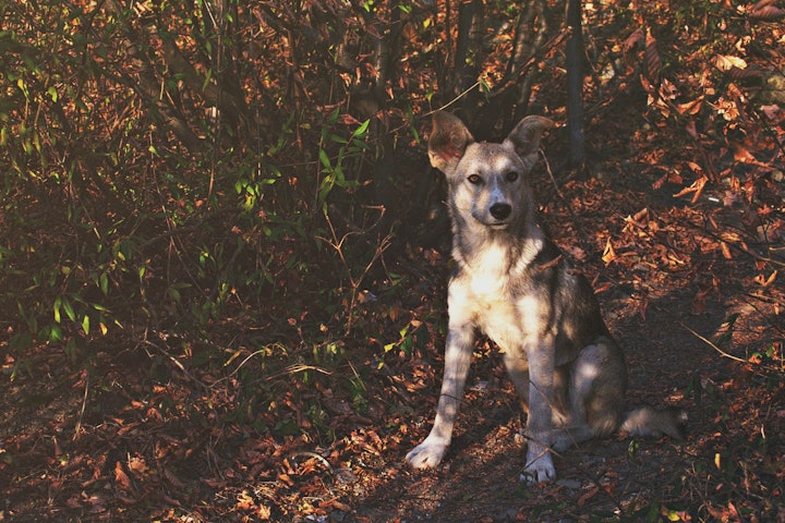 野良犬,迷子犬,保護,電話,保健所