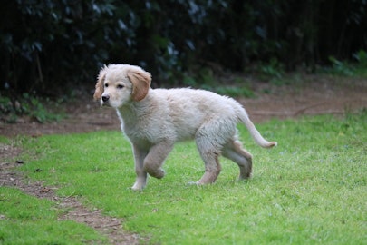 野良犬を見つけたらどうする?確認事項や連絡先などを解説!のアイキャッチ画像