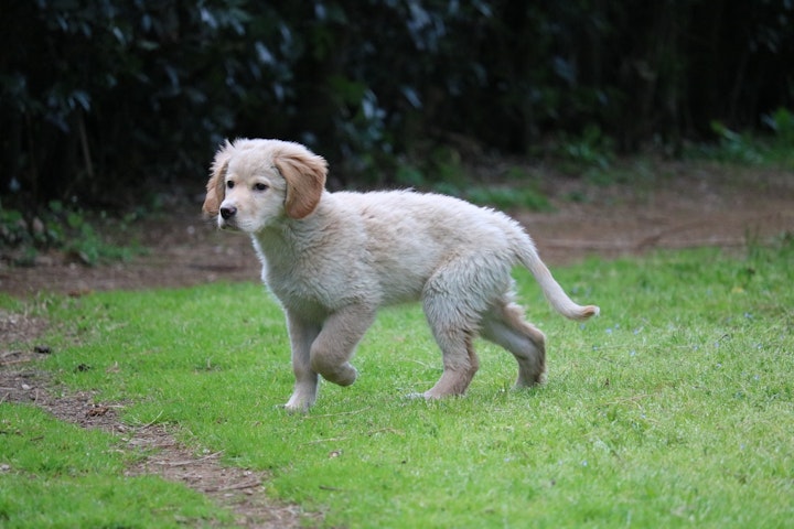 野良犬を見つけたらどうする？確認事項や連絡先などを解説！ - CHERIEE あにまるマガジン